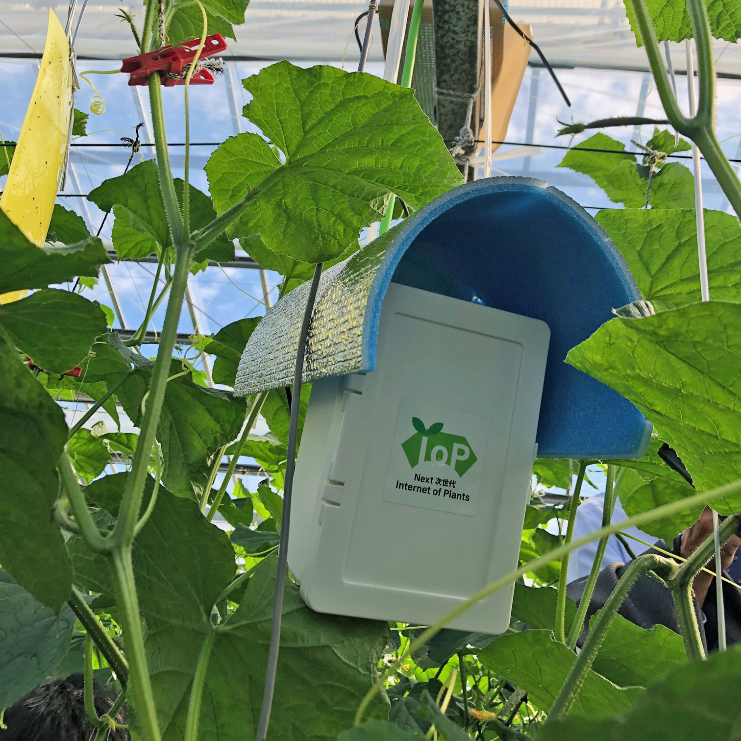 IoPクラウド導入の高知の農家を訪問