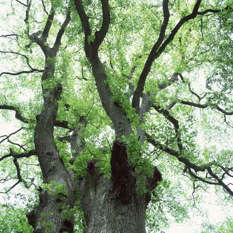 「環境方針」ページを公開しました!