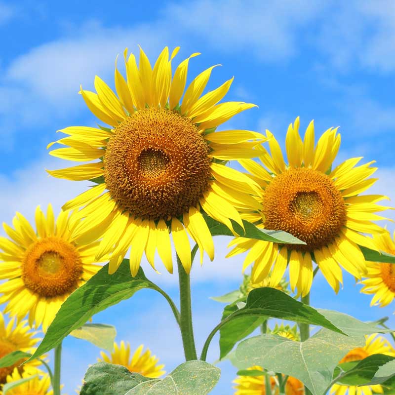 夏季休業のお知らせ